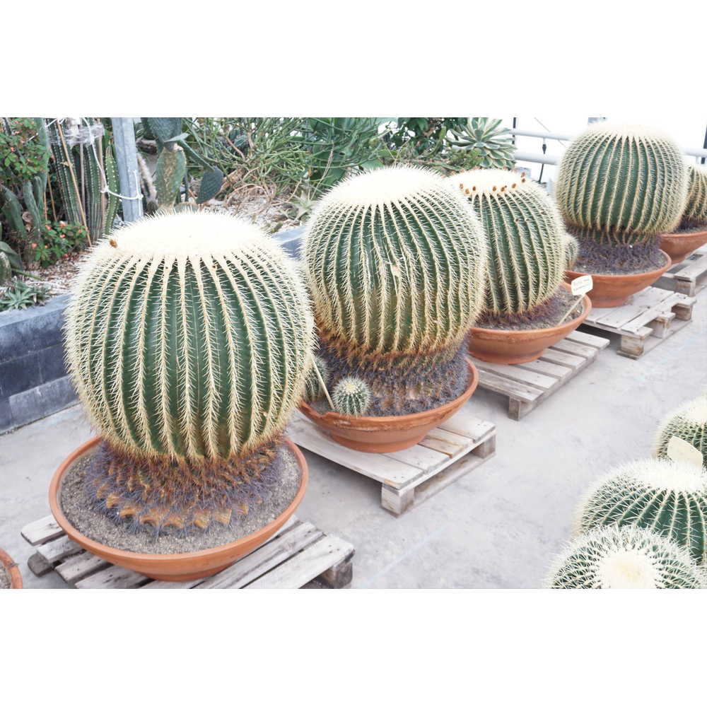 Echinocactus grusonii enkel 70 cm.