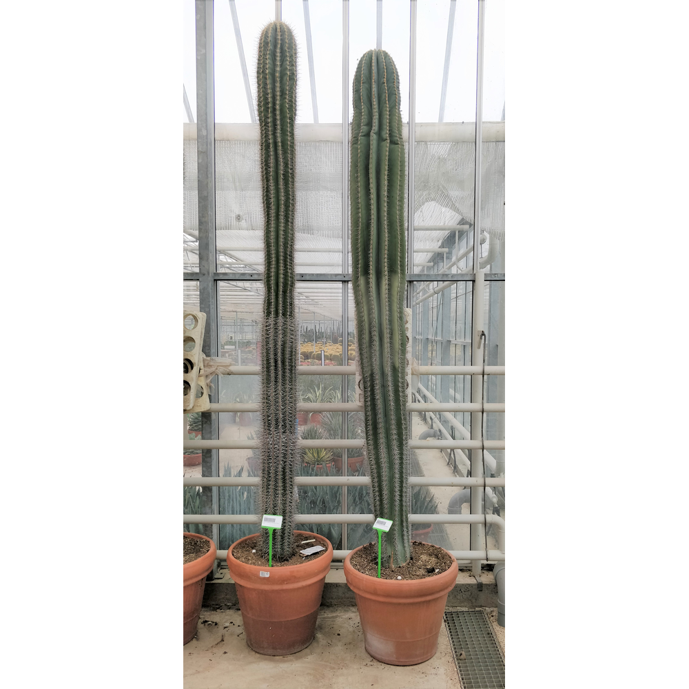 Pachycereus pringlei 55 cm XXL.