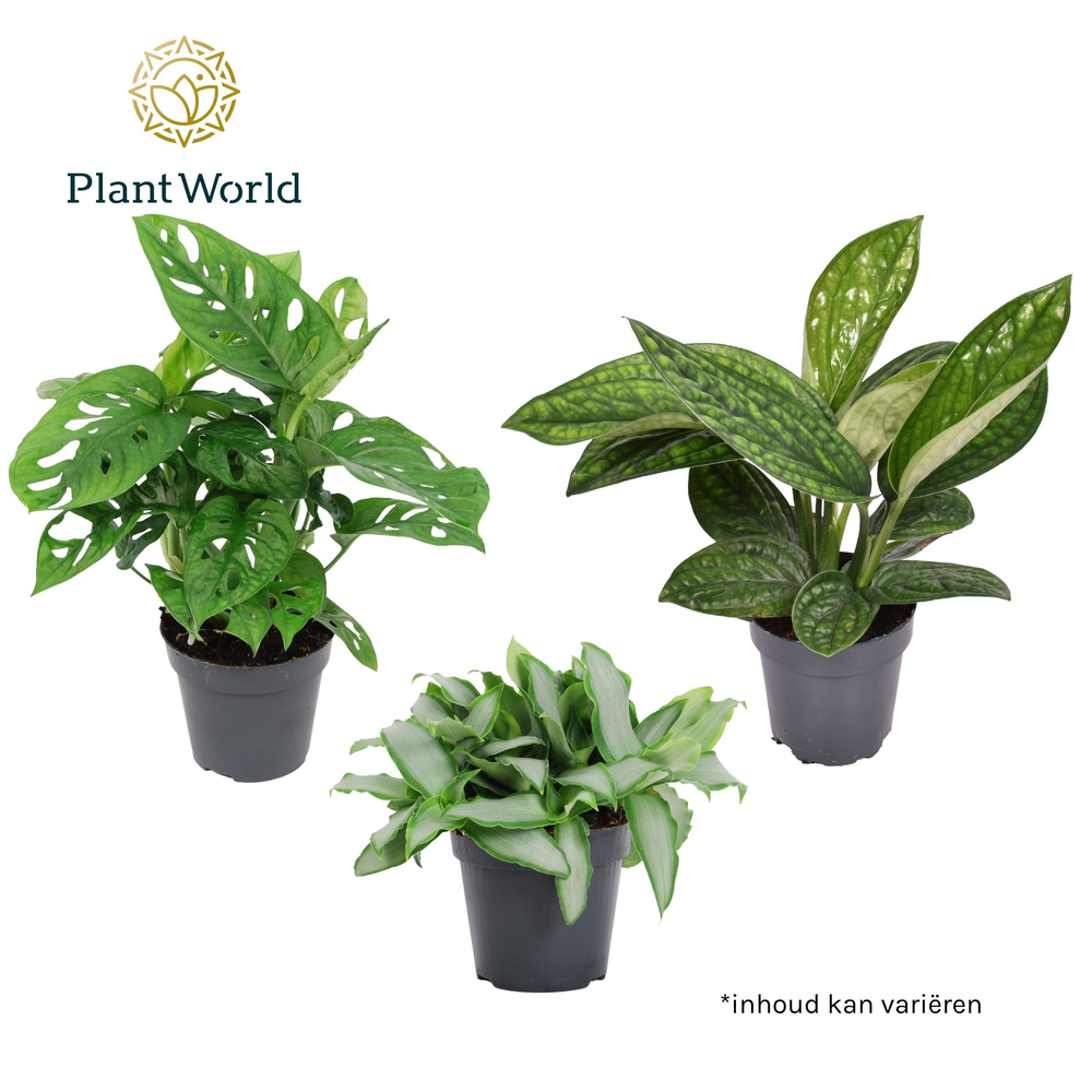 Mix Botanical: Murdannia - Monkey Leaf - Marble Pl.