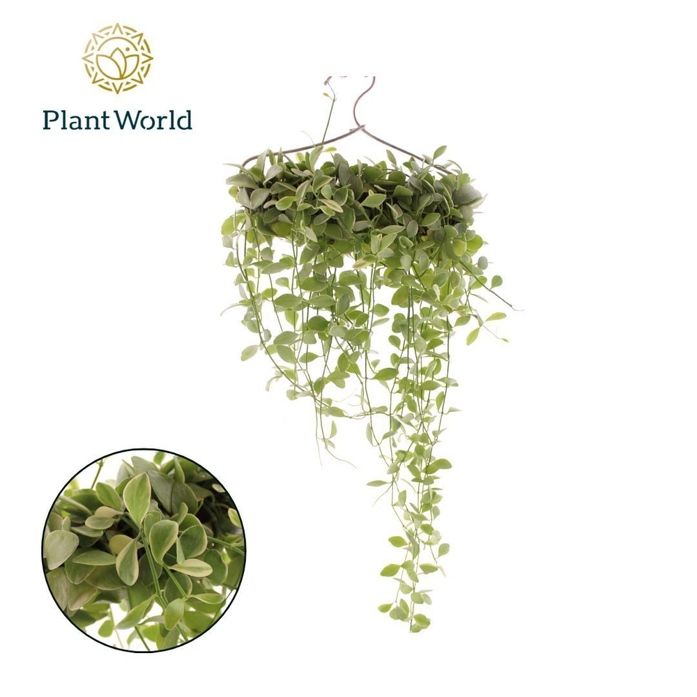 Dischidia 'White Diamond' op kledinghanger.