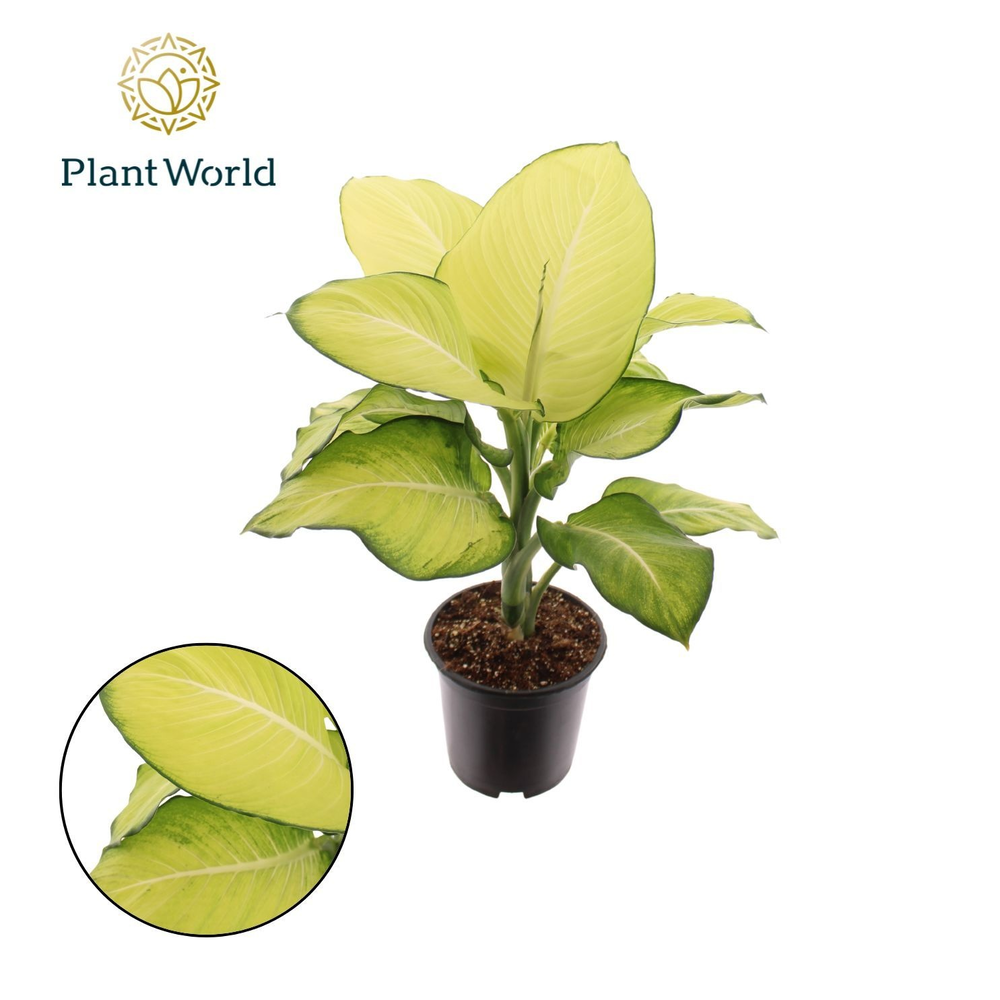 Dieffenbachia Tropic Marianne P21.
