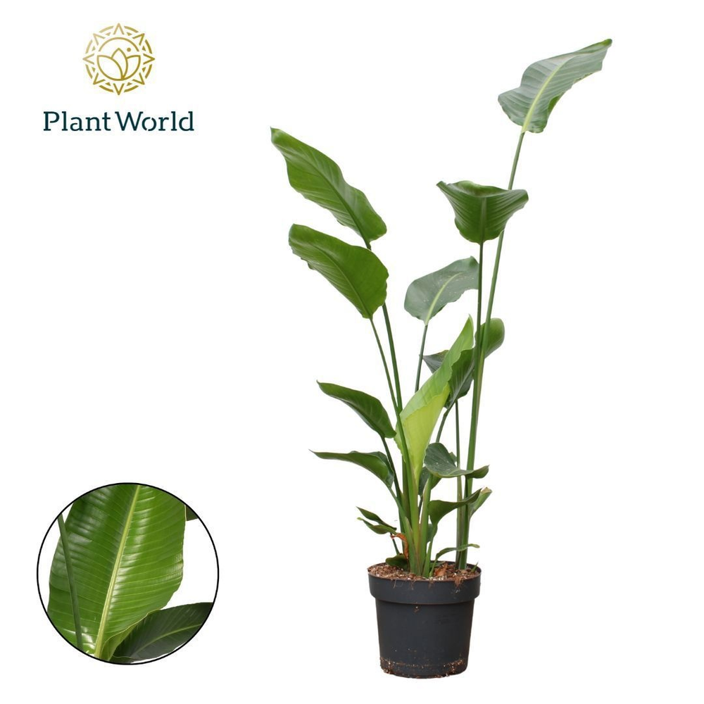 Strelitzia Nicolai 3 PP (zonder bloem) P24 140-160.