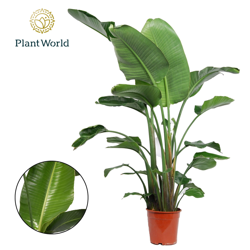Strelitzia Nicolai 3 PP (zonder bloem) P24 140-160.