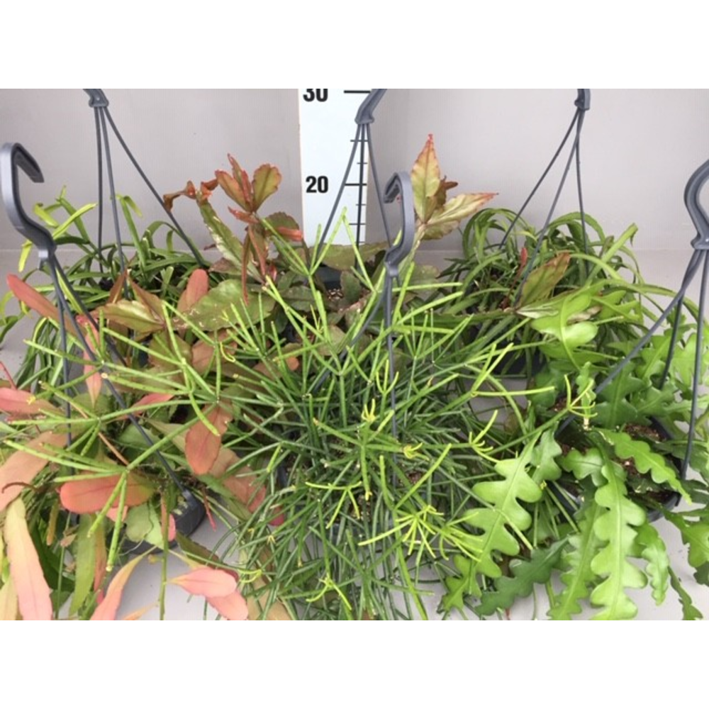 Rhipsalis 7 gemengd.