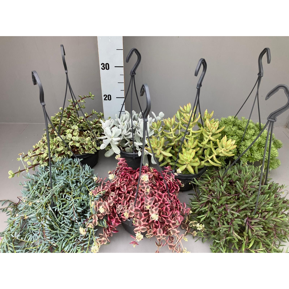 Succulenten 7 hangmix.