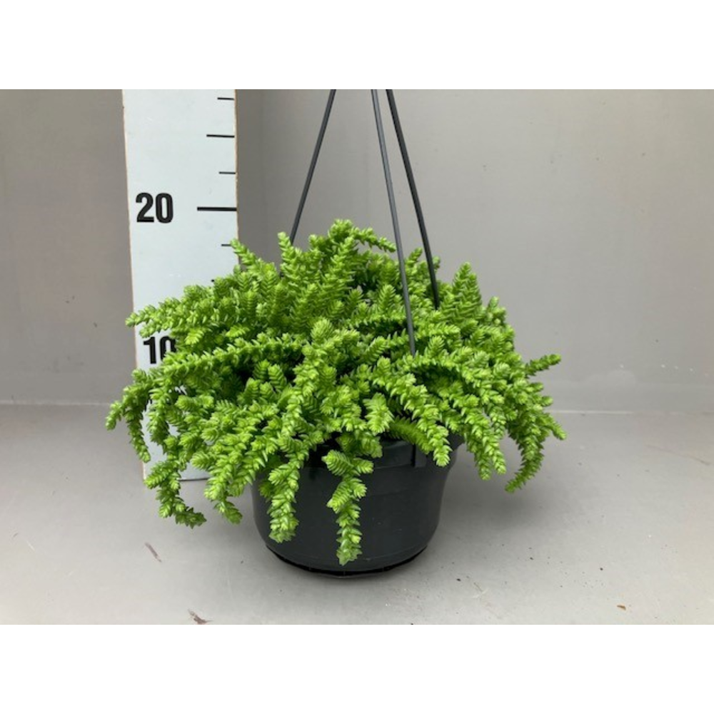 Crassula licopodioides.