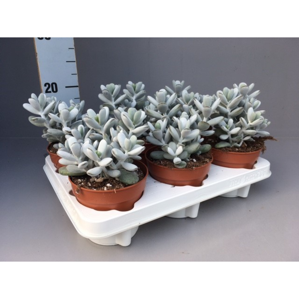 Cotyledon Orbiculata 12 cm.