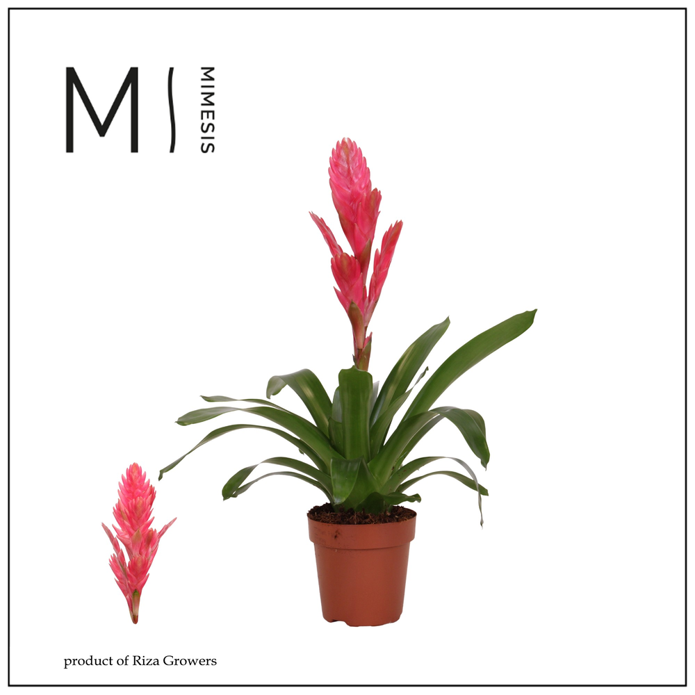 Mimesis Vriesea Salima - 12 cm.