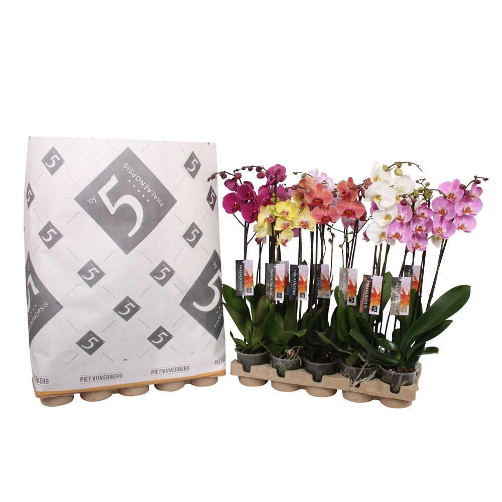 Phalaenopsis 2-spike 14+ mix in pulp tray.