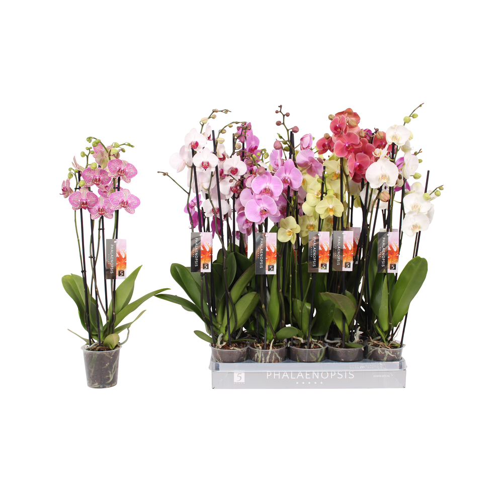 Phalaenopsis 7 color mix, 4-spike 25+.