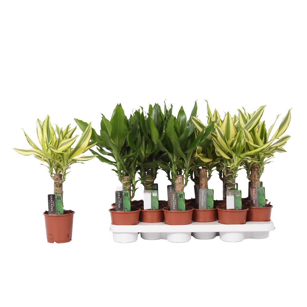 Dracaena 2 color mix, 11 cm pot.