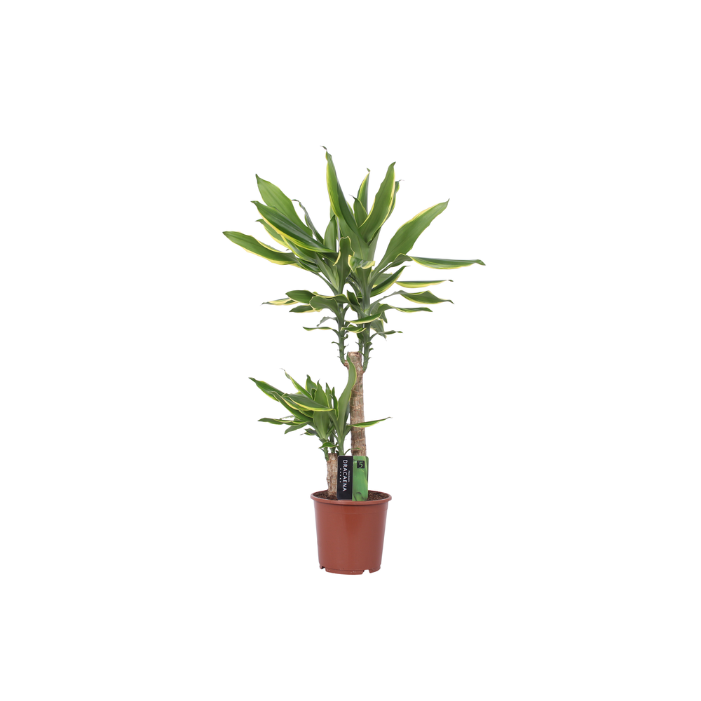 Dracaena Golden Coast, 17 cm pot.