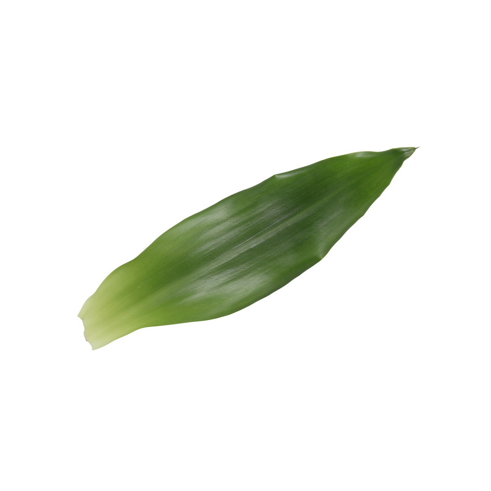 Dracaena Steudneri Green, 17cm pot.