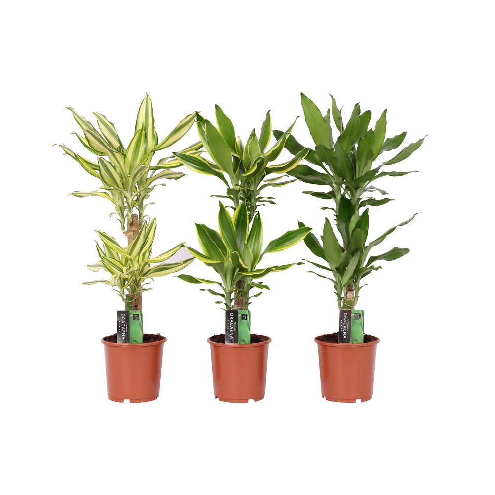 Dracaena 3 color mix, 17 cm pot.