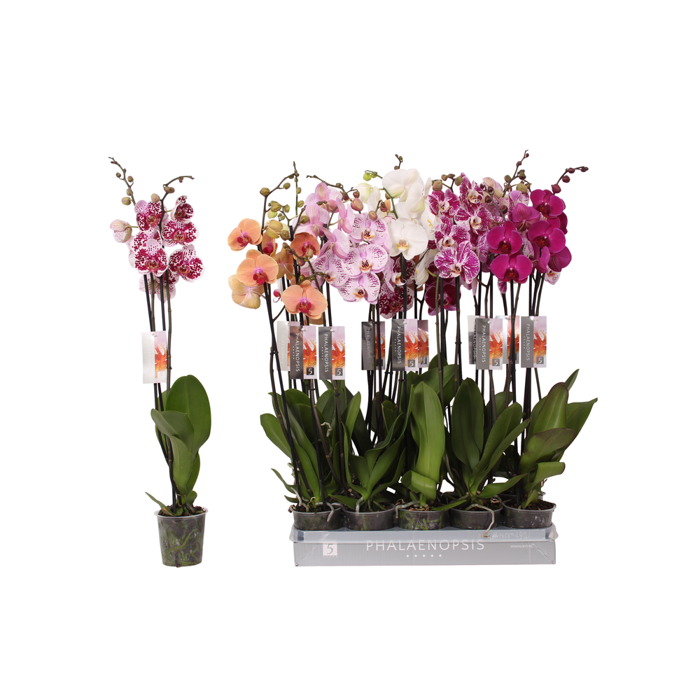 Phalaenopsis 6 color mix, 2-spike 18+.