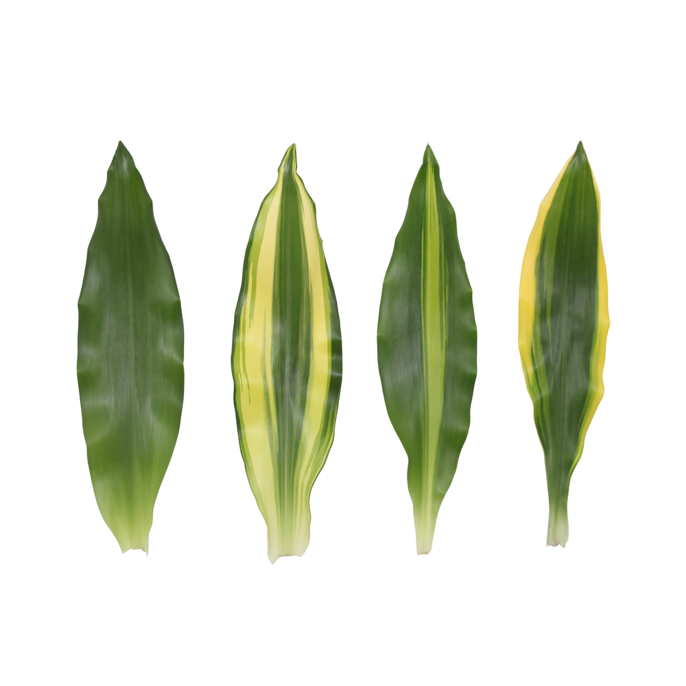 Dracaena 1-kop mix, 11 cm pot.