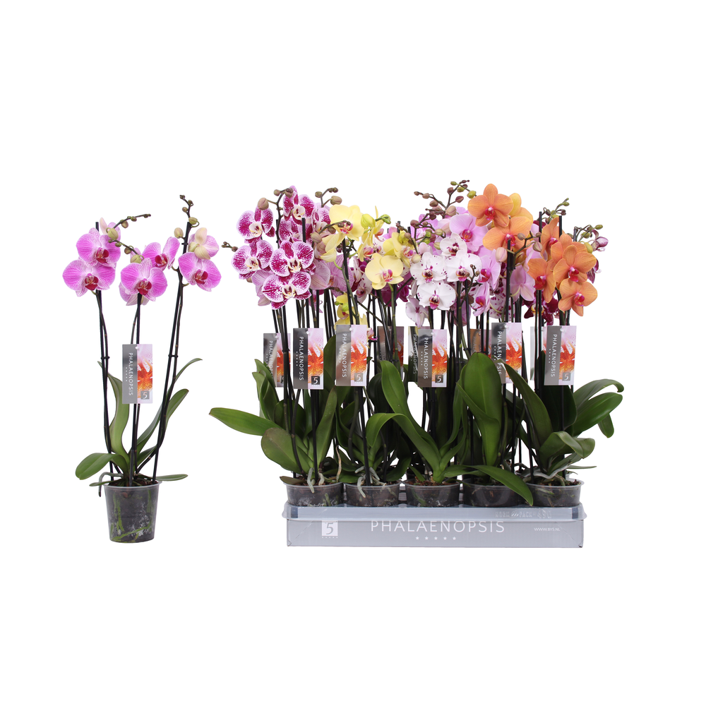 Phalaenopsis 7 color mix without white, 3-spike 22.
