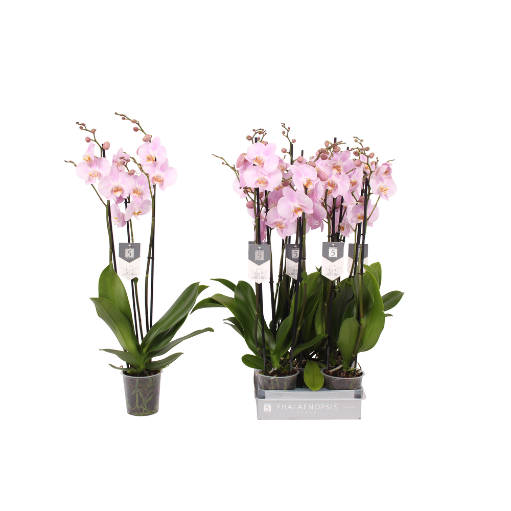 Phalaenopsis Rosion, 3-spike 22+.