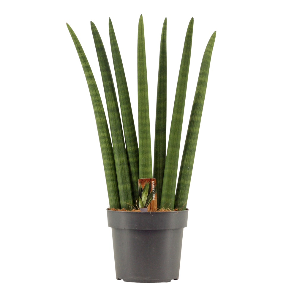 Sansevieria Cylindrica 17 cm Fan.