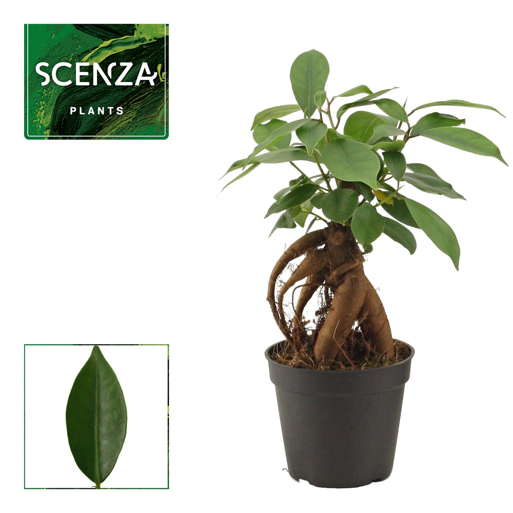 Ficus Ginseng 7 cm Retusa.