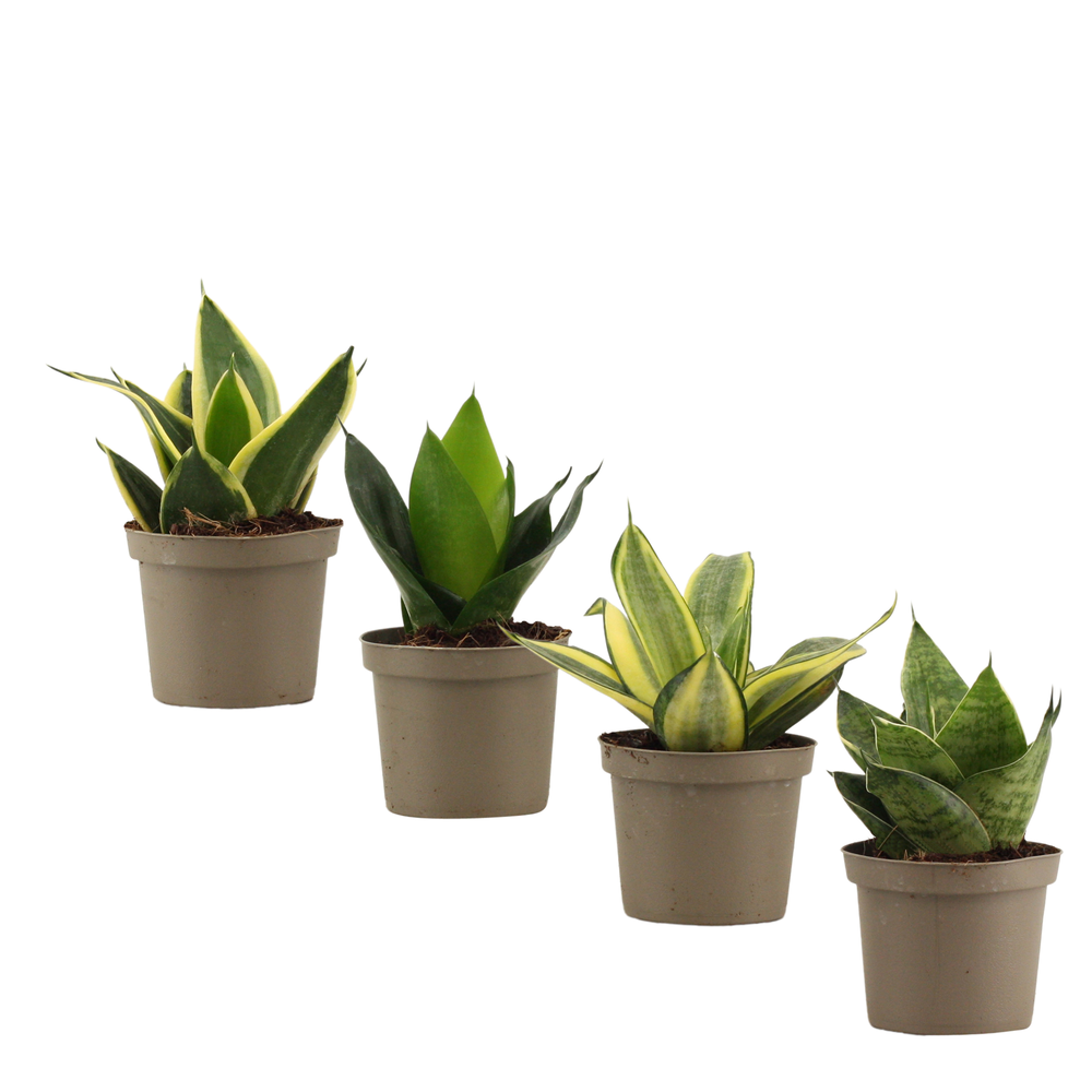 Sansevieria Hahnii 9 cm mix.