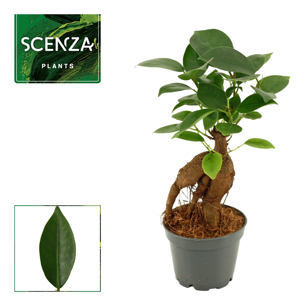 Ficus Ginseng 6 cm Retusa.