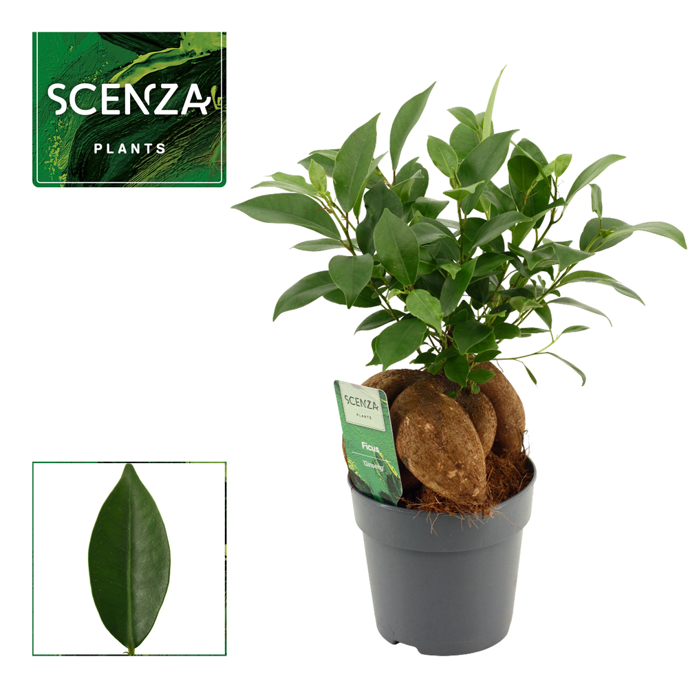 Ficus Ginseng 12 cm Retusa.