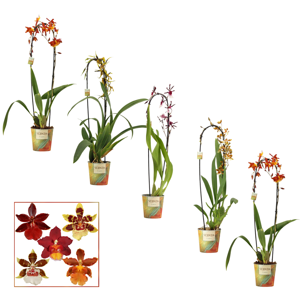 Cambria cascade 1 tak mix.