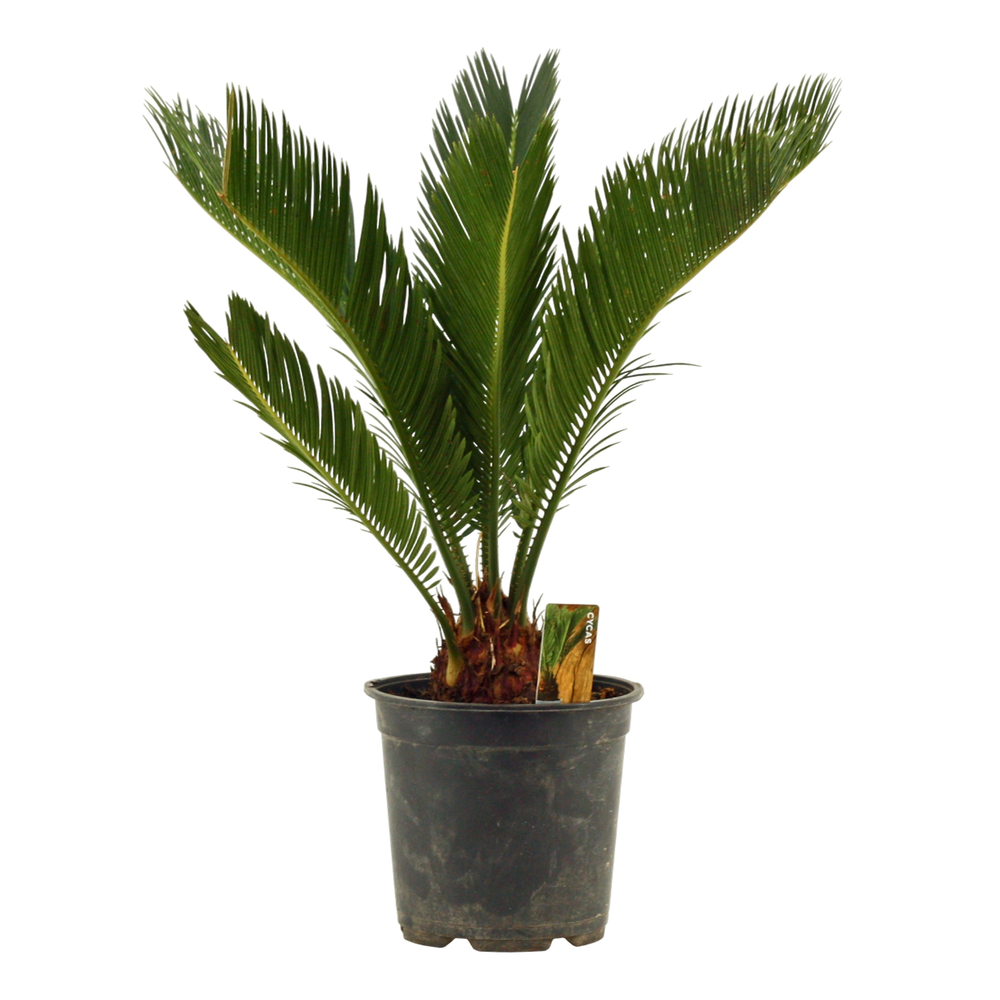 Cycas revoluta 14 cm, 8+ veren.