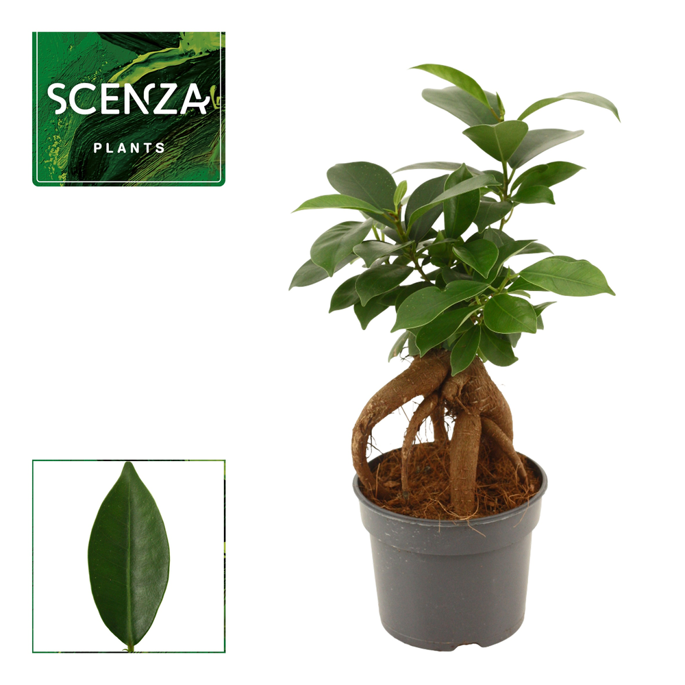 Ficus Ginseng 9 cm Retusa.
