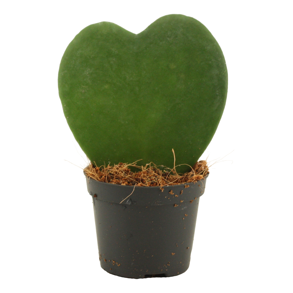 Hoya Kerrii Single 6 cm.