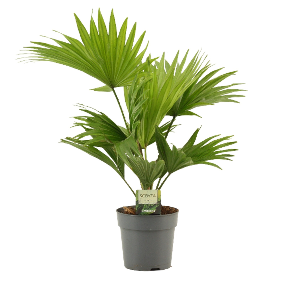 Livistona Rotundifolia 12cm.