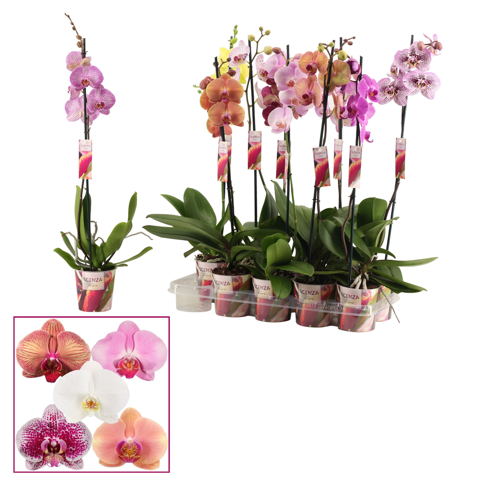 Phalaenopsis 1 tak 6-8 mix (Scenza).
