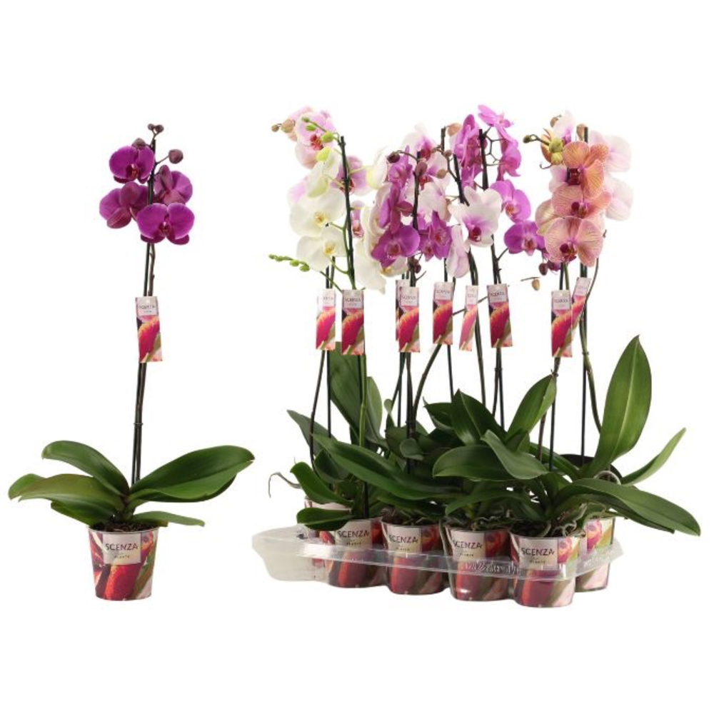 Phalaenopsis 1 tak 10+/vertakt mix lang (Scenza).