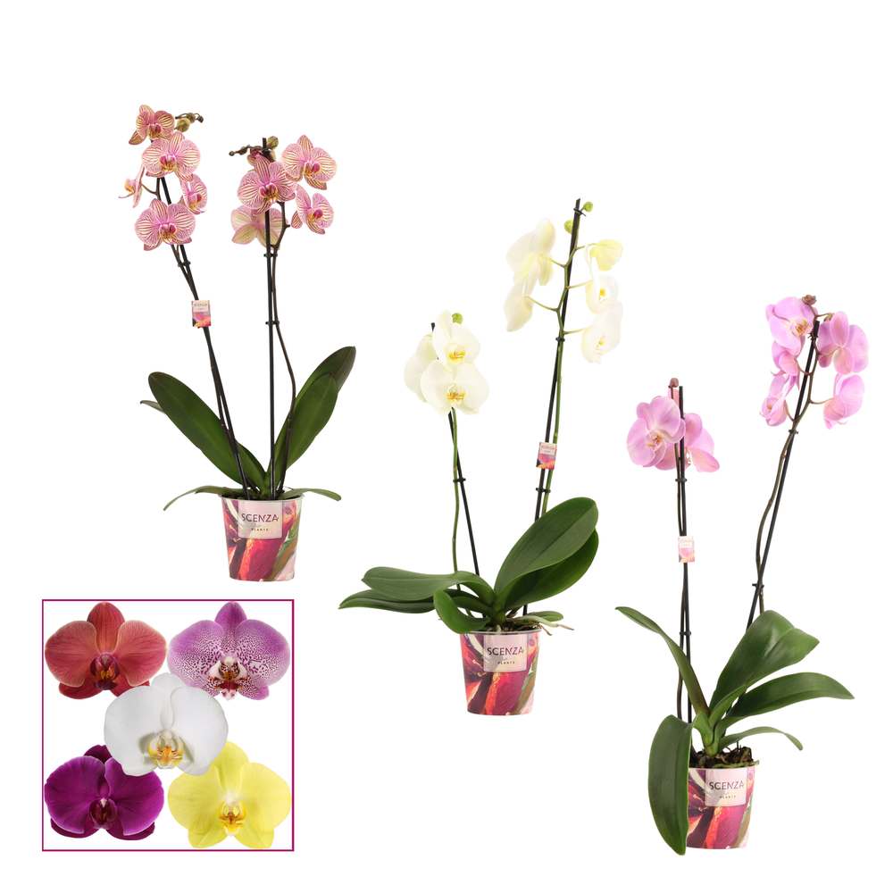 Phalaenopsis 2 tak 12+ mix kort (Scenza).