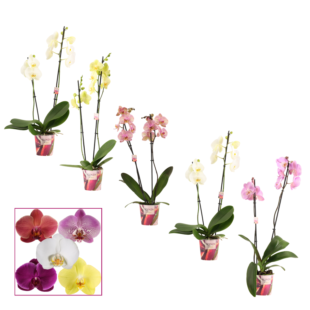 Phalaenopsis 2 tak 12+ mix basic (Scenza).
