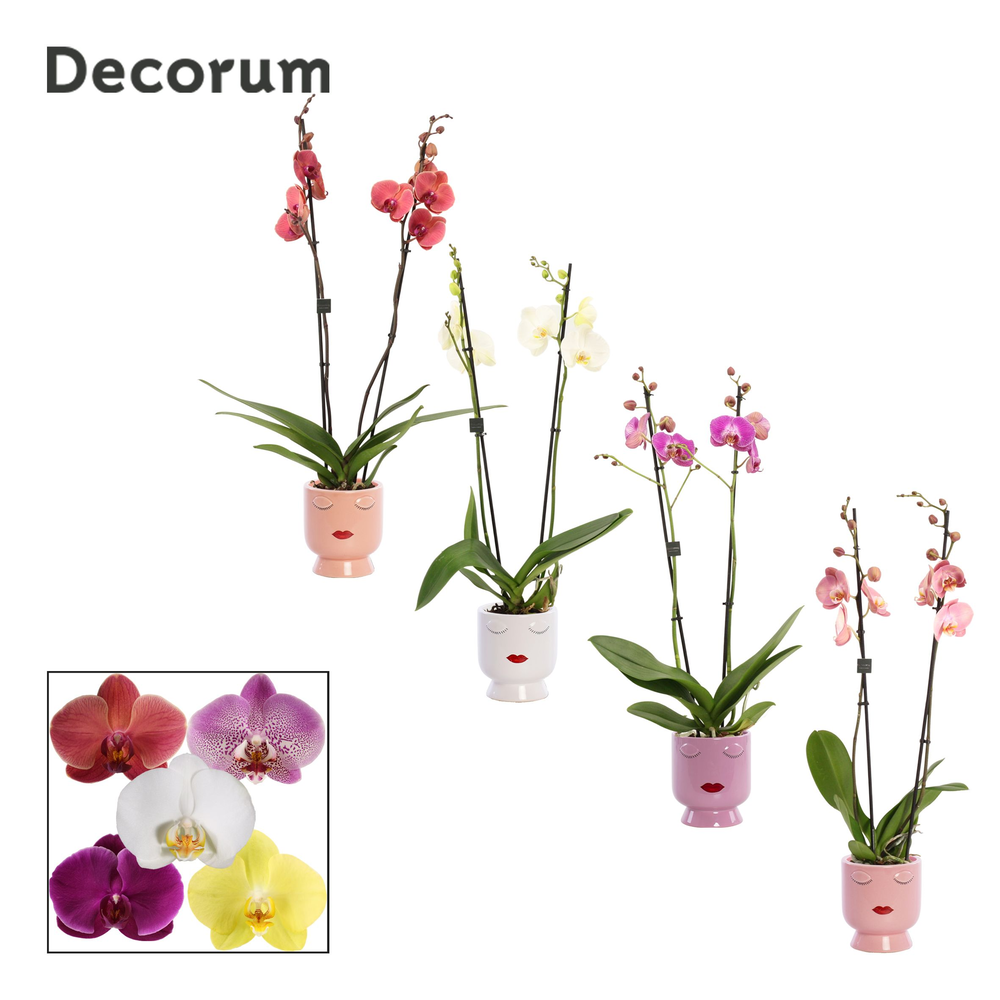 Phalaenopsis 2 tak 16+ mix in Dua Lipa (Party Love.