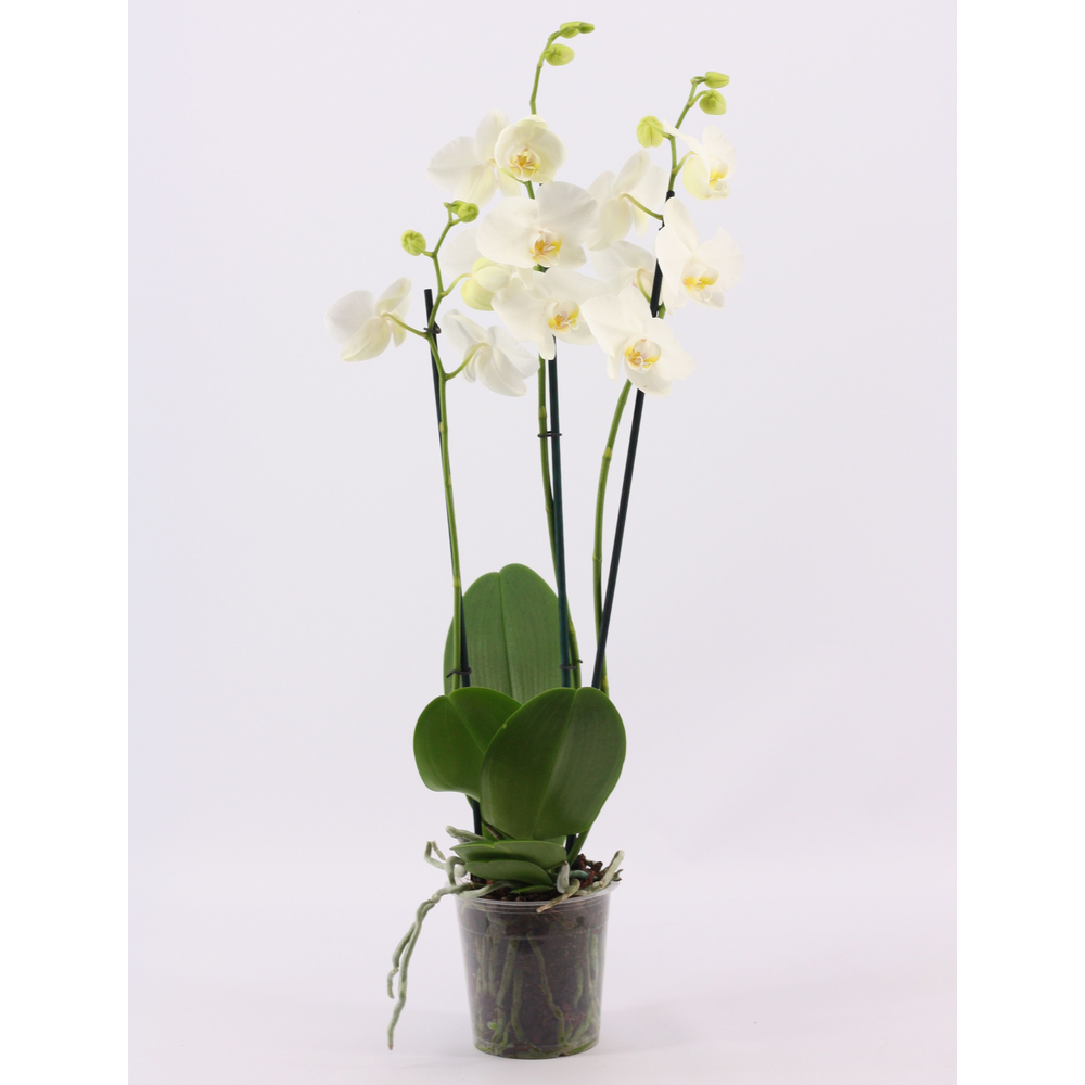 Phalaenopsis 3 tak wit.