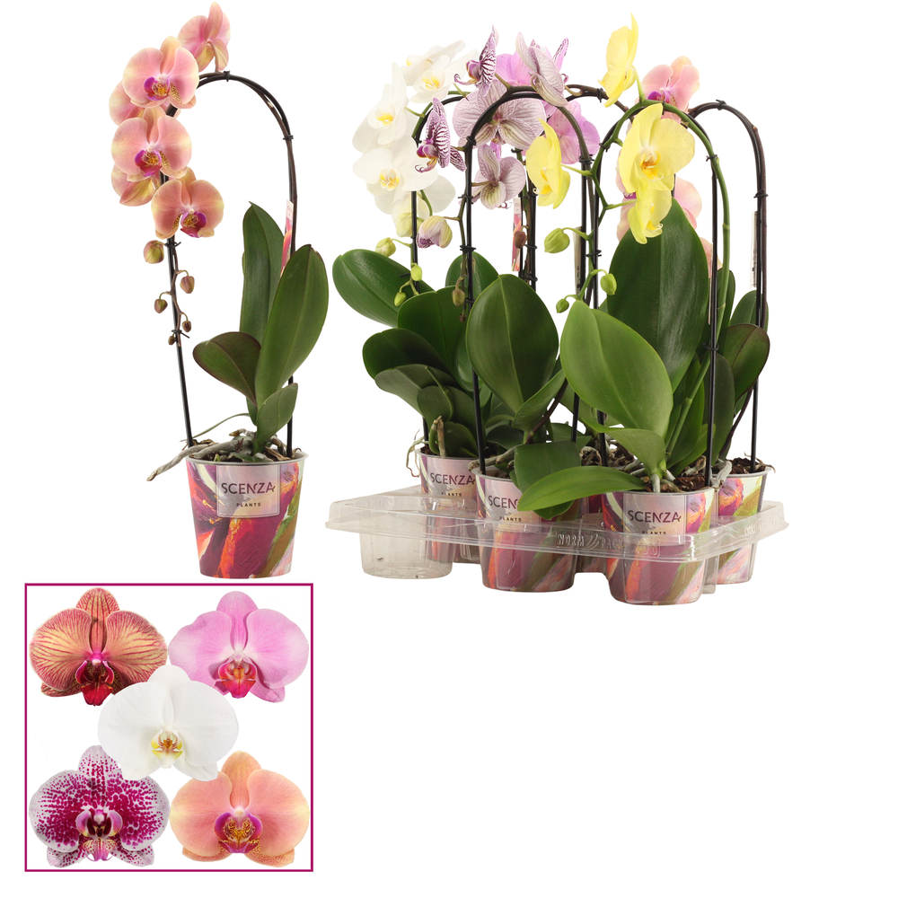 Phalaenopsis cascade 1 tak shortie mix (Scenza).