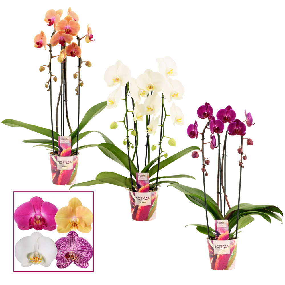 Phalaenopsis cascade 2 tak mix (Scenza).