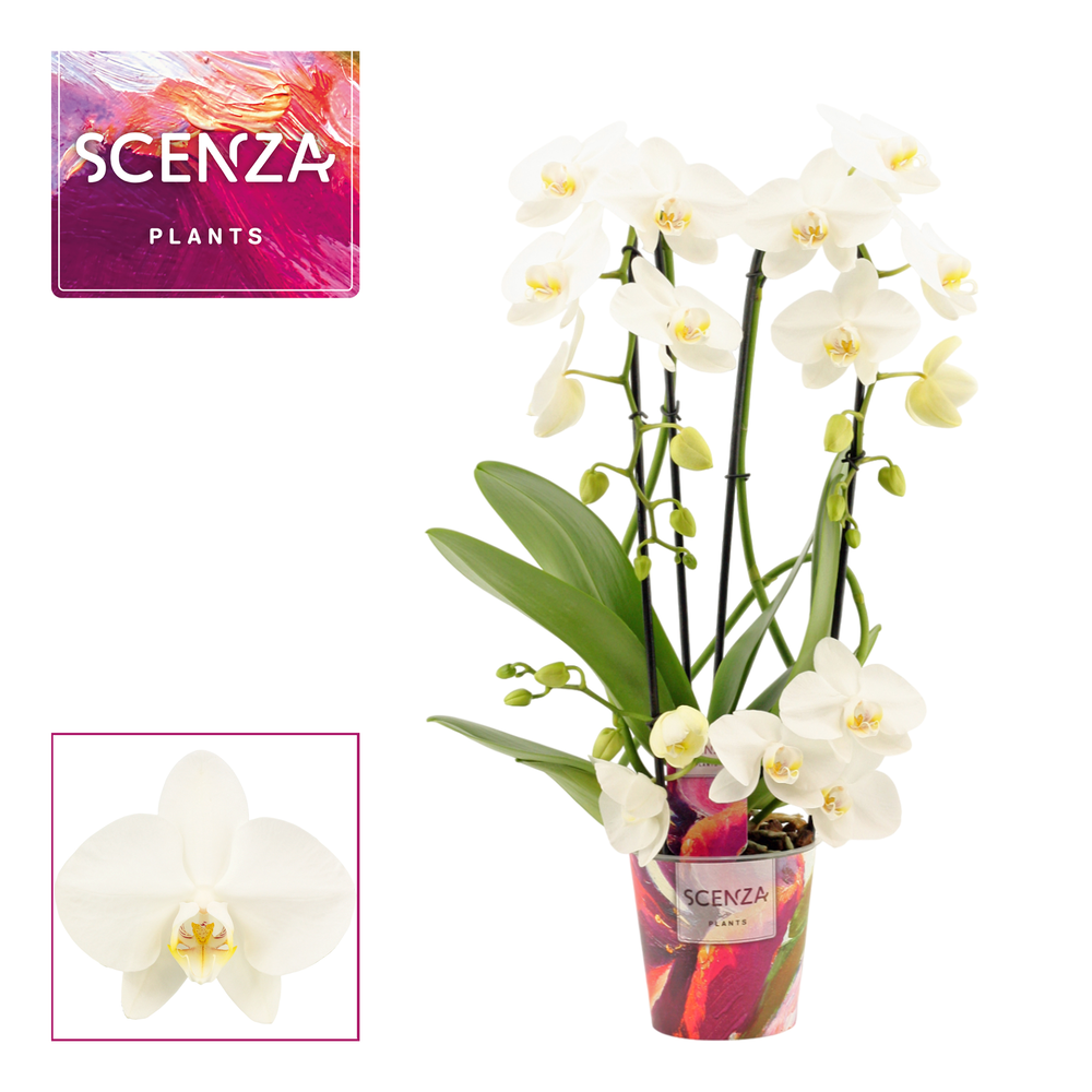 Phalaenopsis twirl wit (Scenza).