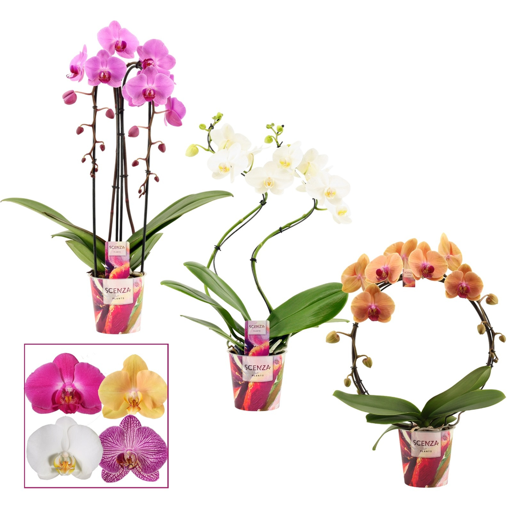 Phalaenopsis vormen mix 2 tak (Scenza).