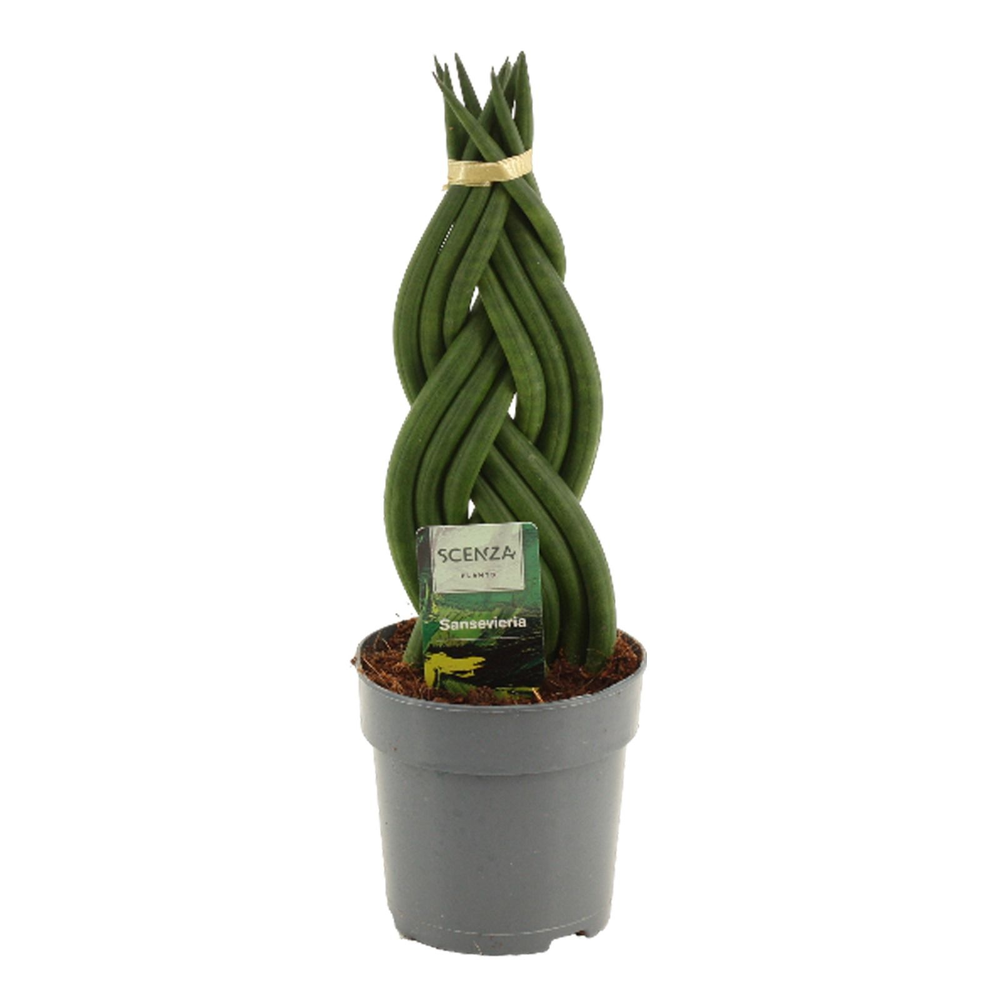 Sansevieria Cylindrica 12 cm Braid.