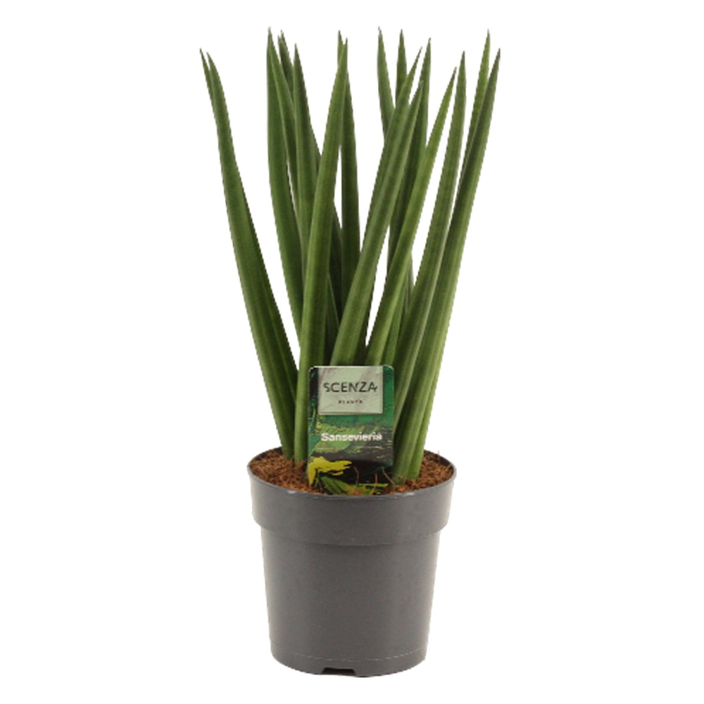 Sansevieria Cylindrica 12 cm Fan.