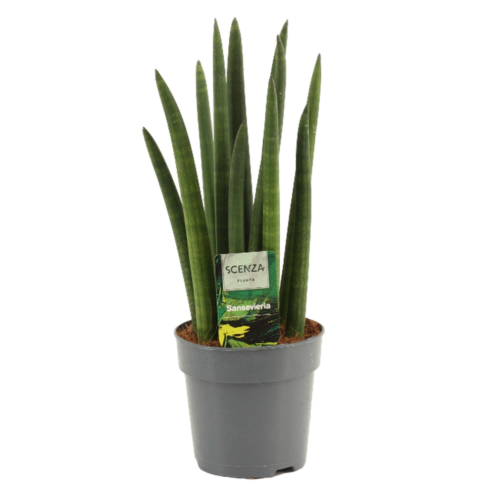 Sansevieria Cylindrica 12 cm Rocket.