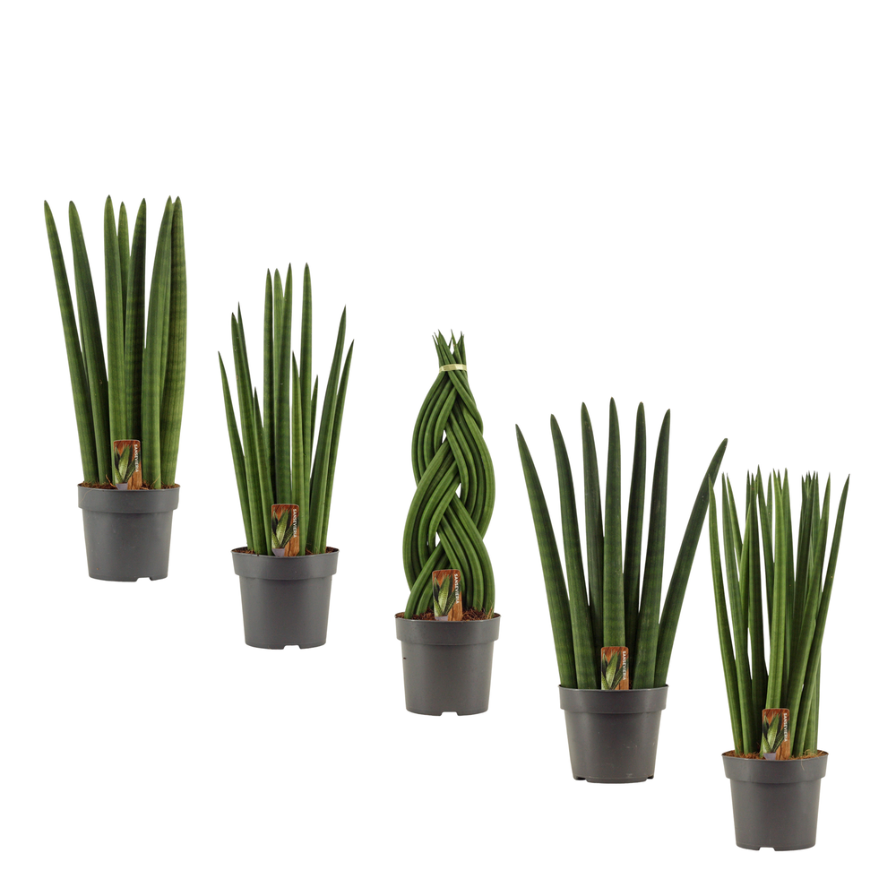 Sansevieria Cylindrica 14 cm mix.