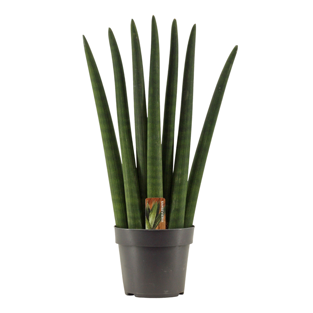 Sansevieria Cylindrica 14 cm Fan.