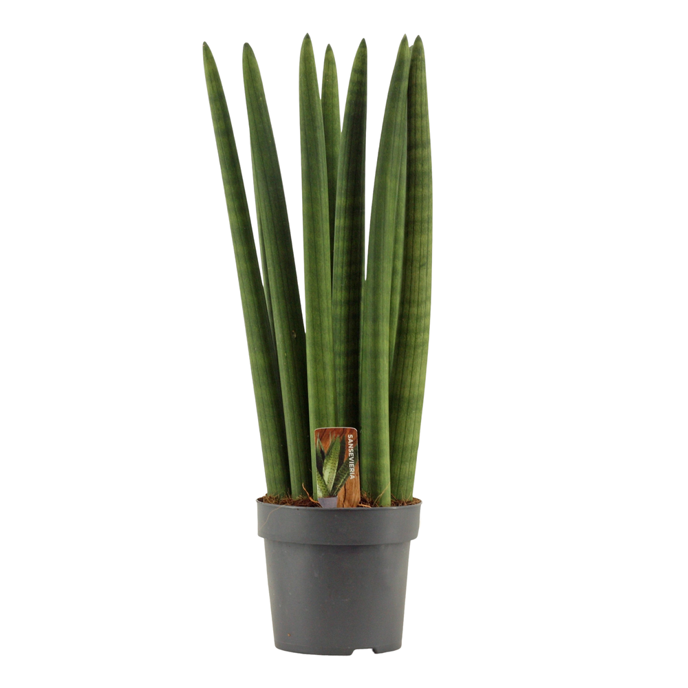 Sansevieria Cylindrica 14 cm Straight.