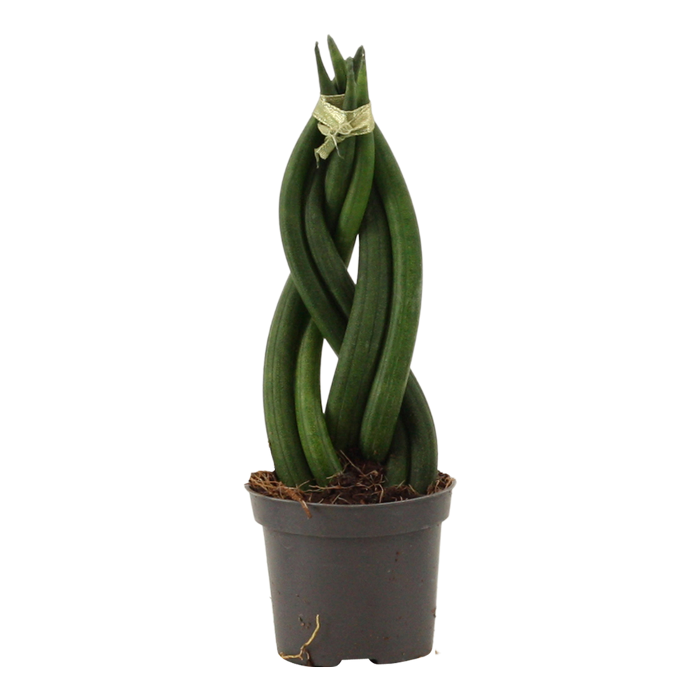 Sansevieria Cylindrica 6 cm Braid.