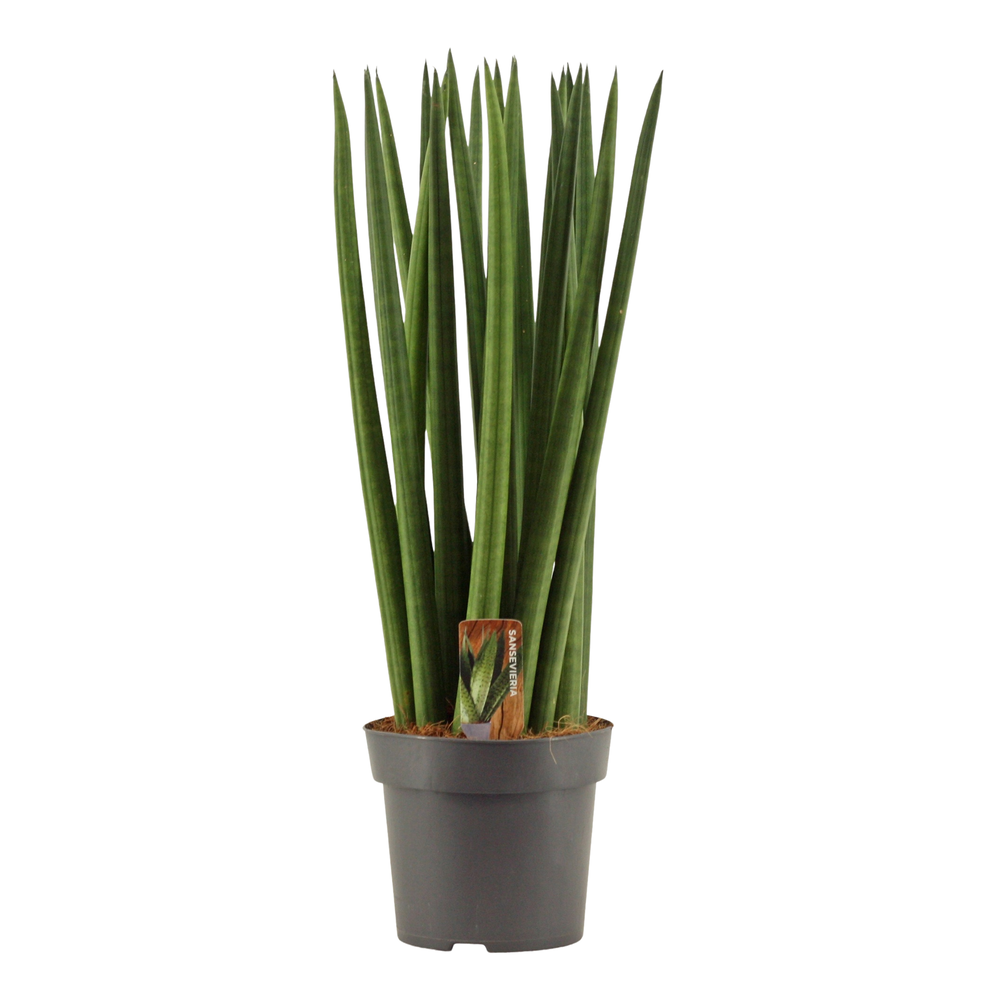 Sansevieria Cylindrica 14 cm Spaghetti.